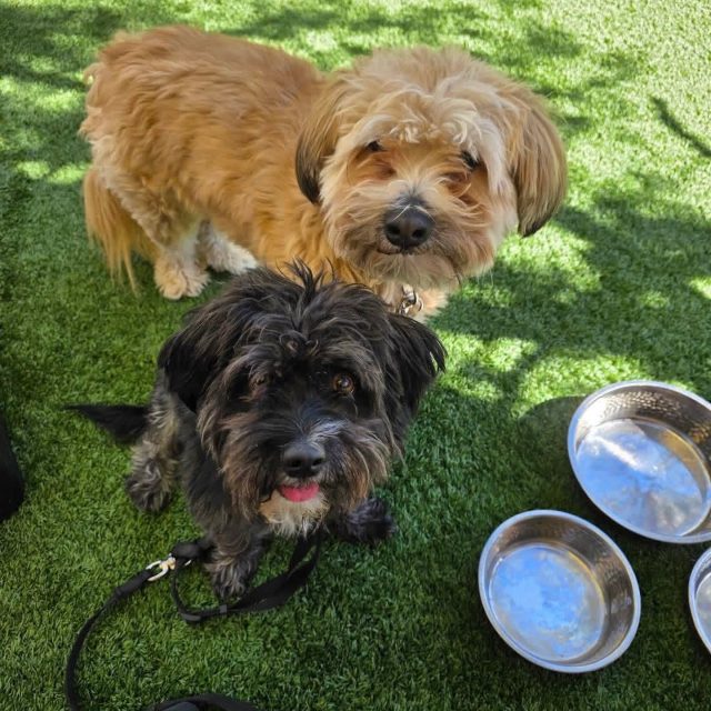 Happy pups at Parque 1055! 🐾 

Thanks to Bear and Bailey for joining us with their humans for lunch today. We can’t wait to see you back soon! 🌞 

Our patio is the perfect spot for your furry friends to sunbathe while you sip a cocktail or mocktail. 🍹🐶

#dogfriendly #puppy #parque1055 #furryfriendswelcome #cocktails