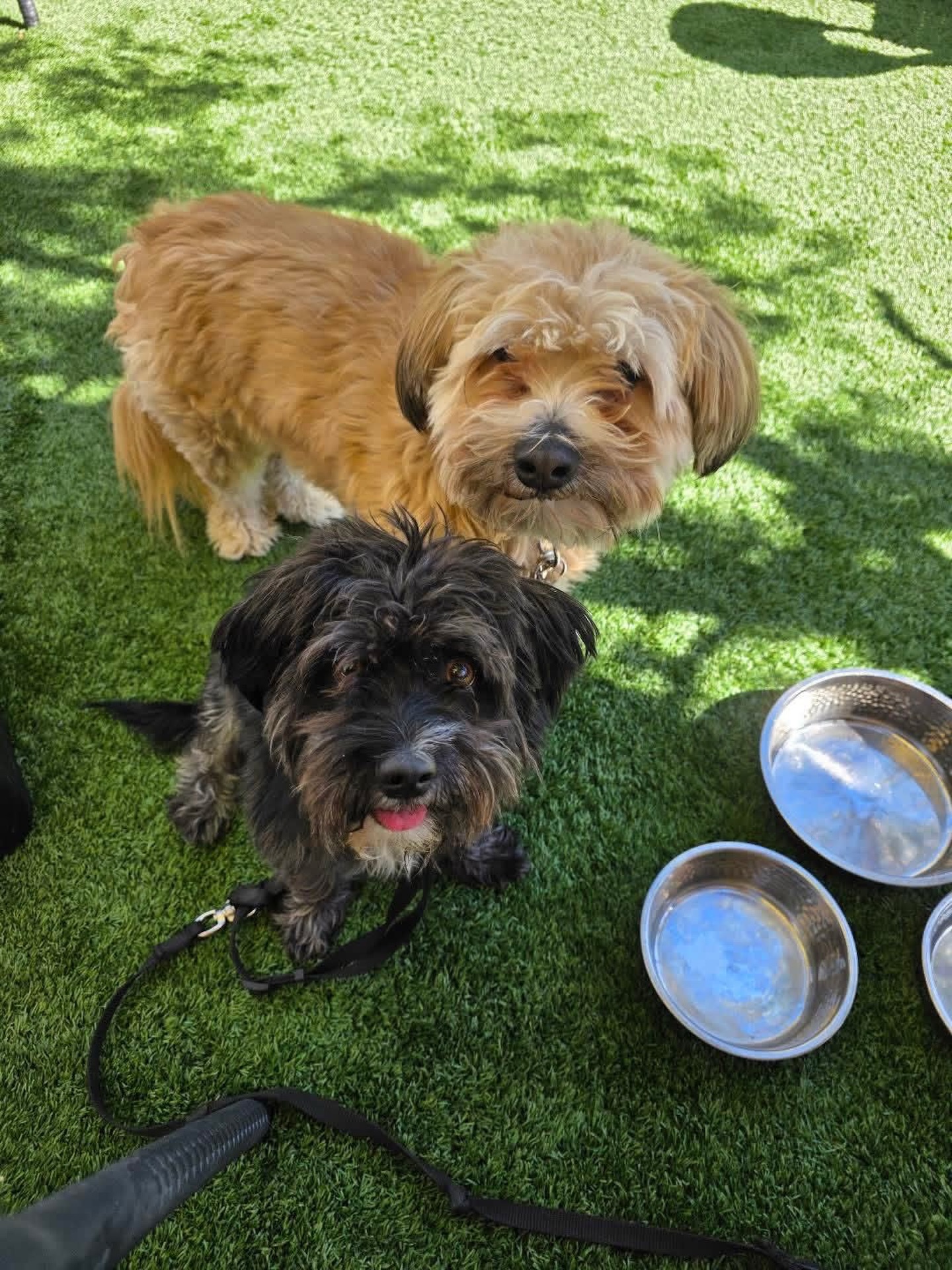 Happy pups at Parque 1055! 🐾 

Thanks to Bear and Bailey for joining us with their humans for lunch today. We can’t wait to see you back soon! 🌞 

Our patio is the perfect spot for your furry friends to sunbathe while you sip a cocktail or mocktail. 🍹🐶

#dogfriendly #puppy #parque1055 #furryfriendswelcome #cocktails