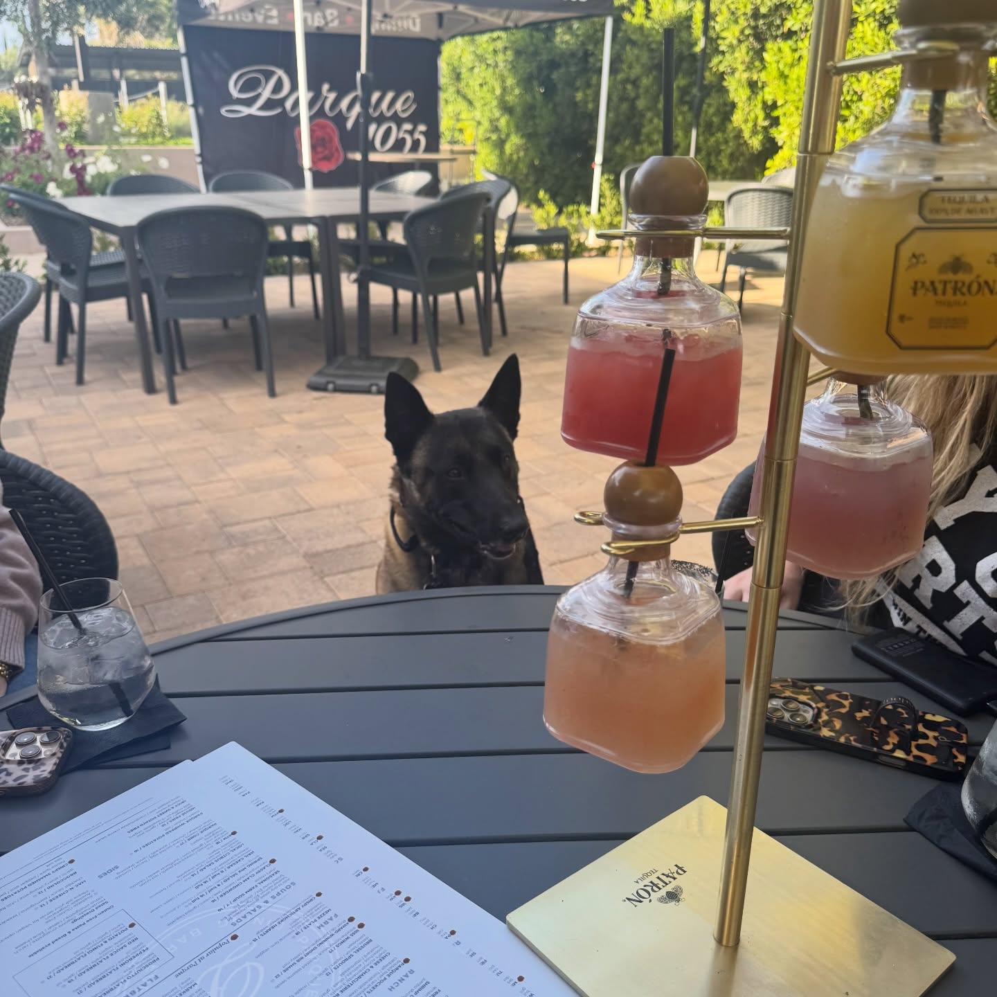 Margarita Mondays just got even better 🍹🐾

This beautiful Belgian Malinois stopped by the patio today (10/10 good dog energy), while his humans enjoyed a margarita tower 😍

✨ $20 Margarita Flights 
✨ $55 Margarita Towers 

Good drinks, sunny patio vibes, and your fur babies are always welcome 🐶

Tag your margarita crew + grab your dogs leash! 🐾

#doglovers #petfriendlypatio #restaurant #venturacounty